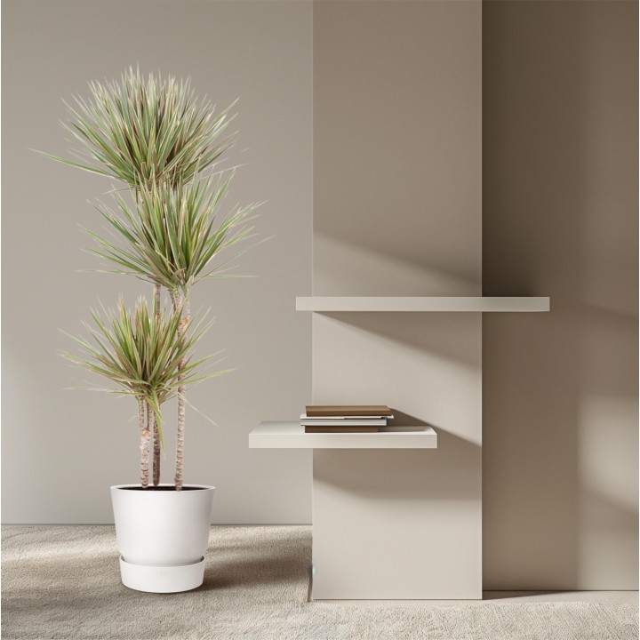 Dracaena Bicolor - 150 Cm - Ø24