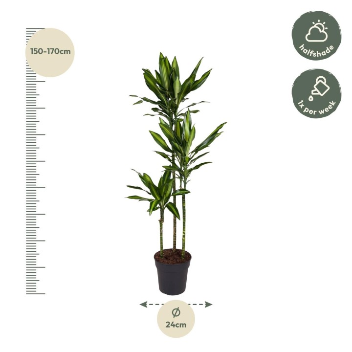 Dracaena Cintho - 160 Cm - Ø24