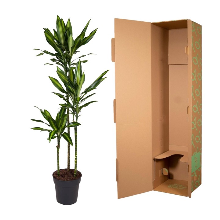 Dracaena Cintho - 160 Cm - Ø24