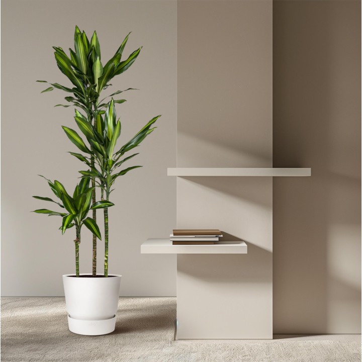 Dracaena Cintho - 160 Cm - Ø24