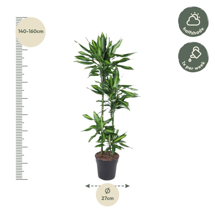 Dracaena Cintho - 150 Cm - Ø27