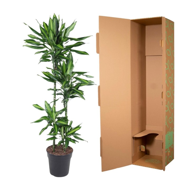 Dracaena Cintho - 150 Cm - Ø27
