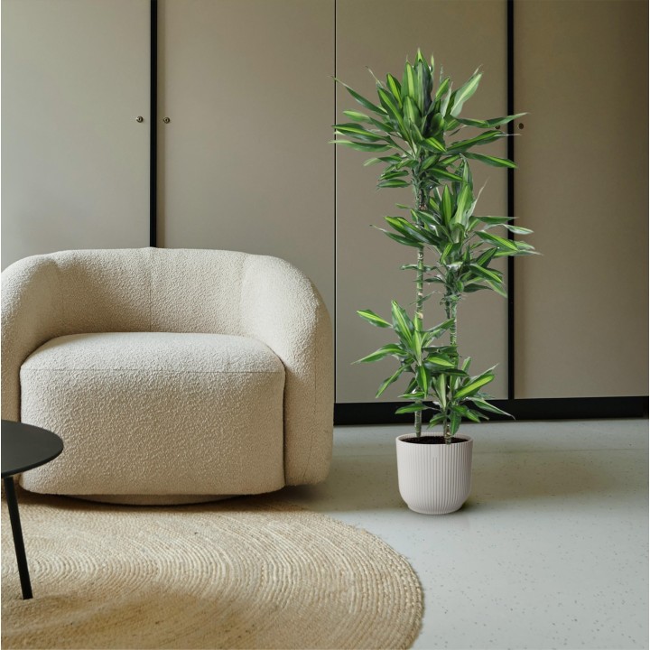 Dracaena Cintho - 150 Cm - Ø27