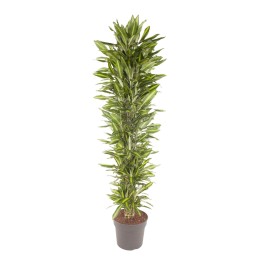 Dracaena Cintho Branched - 210 Cm - Ø40