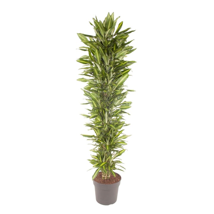 Dracaena Cintho Branched - 210 Cm - Ø40