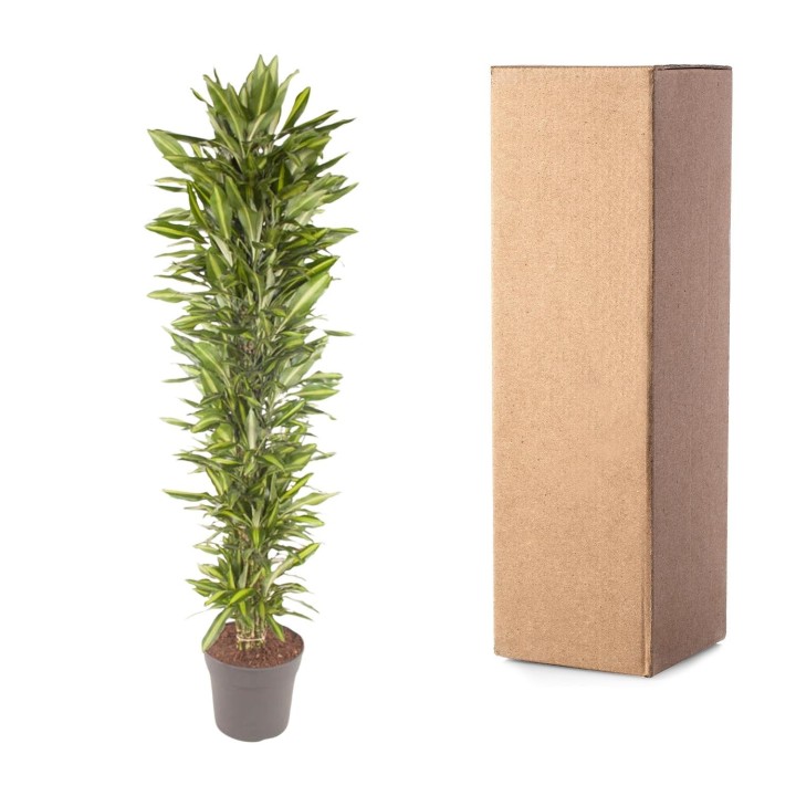 Dracaena Cintho Branched - 210 Cm - Ø40