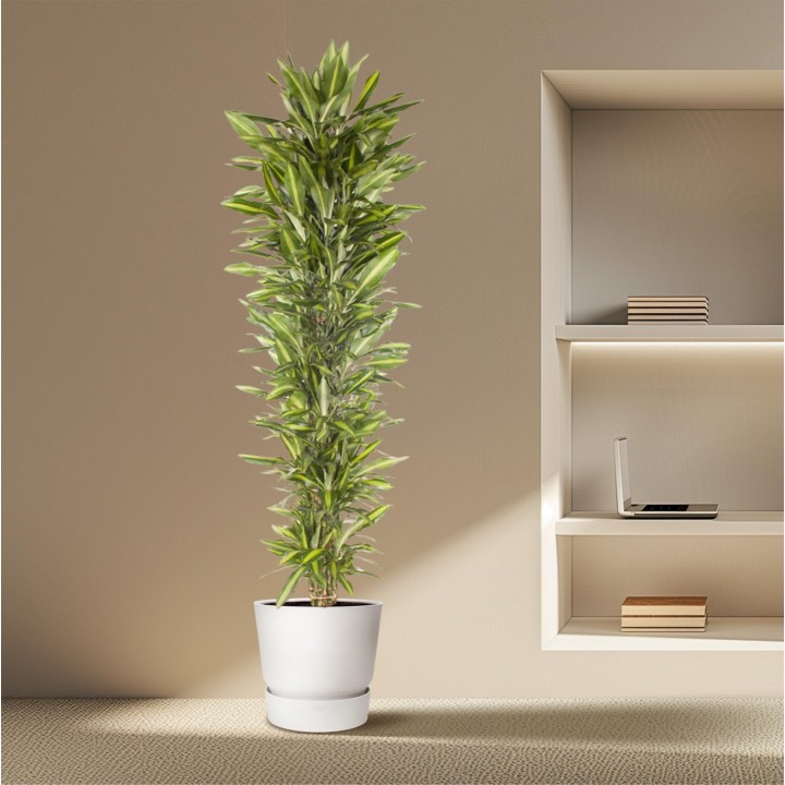 Dracaena Cintho Branched - 210 Cm - Ø40
