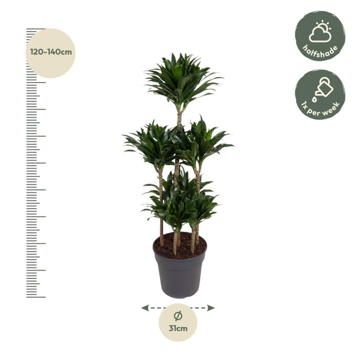 Dracaena Compacta Carrousel - 130 Cm - Ø31