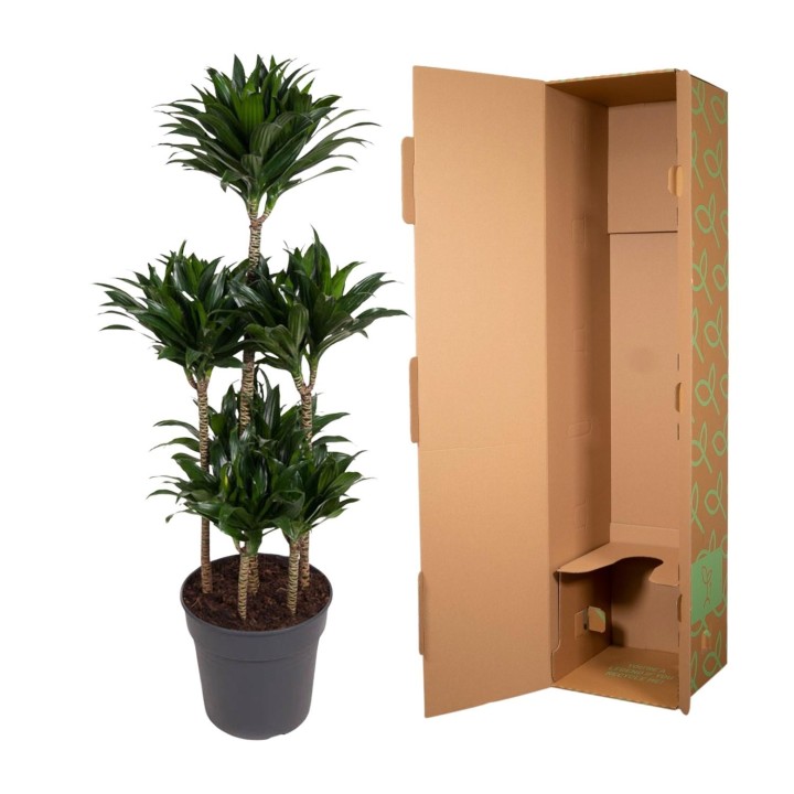 Dracaena Compacta Carrousel - 130 Cm - Ø31