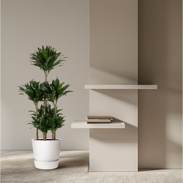 Dracaena Compacta Carrousel - 130 Cm - Ø31