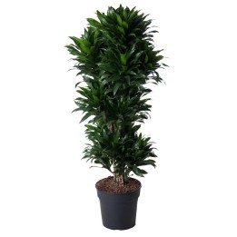 Dracaena Compacta Branched - 140 Cm - Ø31