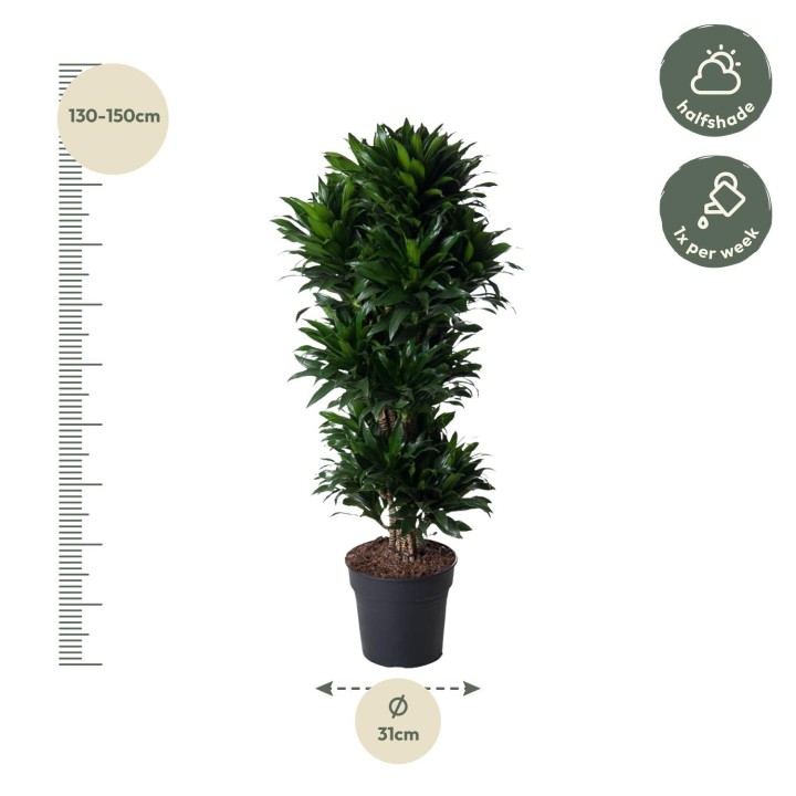 Dracaena Compacta Branched - 140 Cm - Ø31