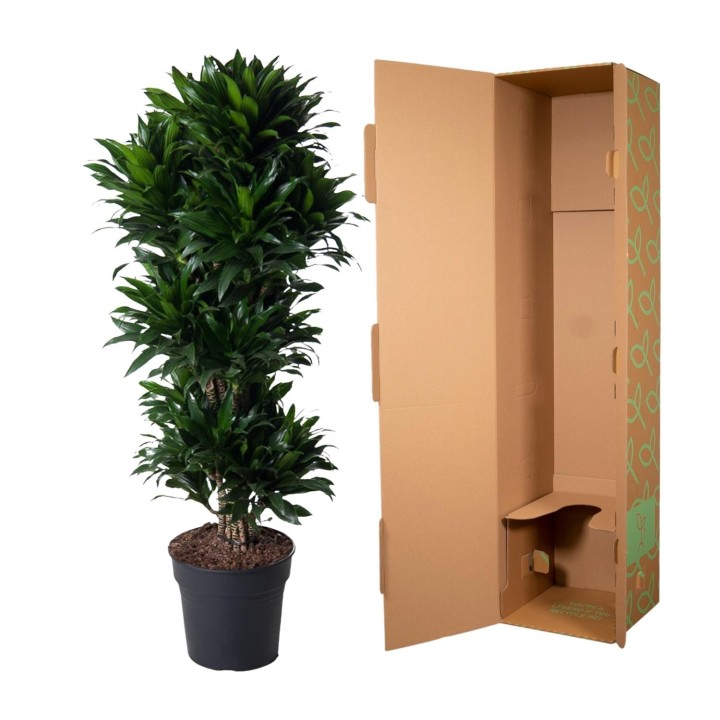Dracaena Compacta Branched - 140 Cm - Ø31