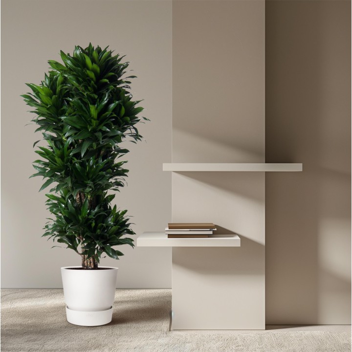 Dracaena Compacta Branched - 140 Cm - Ø31