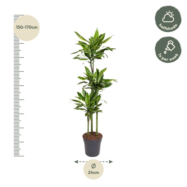 Dracaena Golden Coast - 160 Cm - Ø24