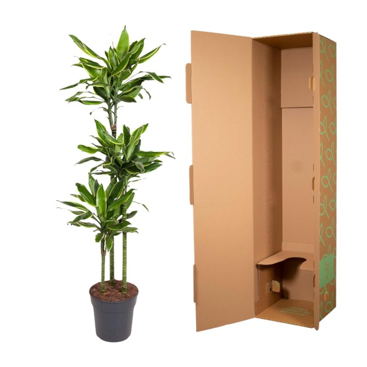 Dracaena Golden Coast - 160 Cm - Ø24
