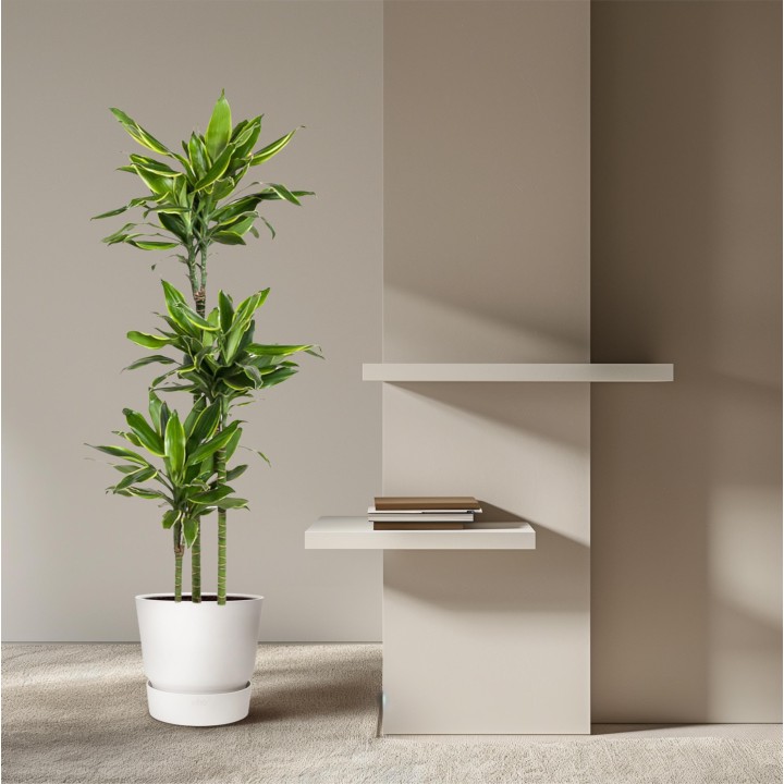 Dracaena Golden Coast - 160 Cm - Ø24