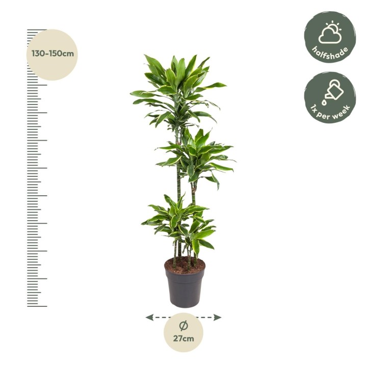 Dracaena Golden Coast - 140 Cm - Ø27