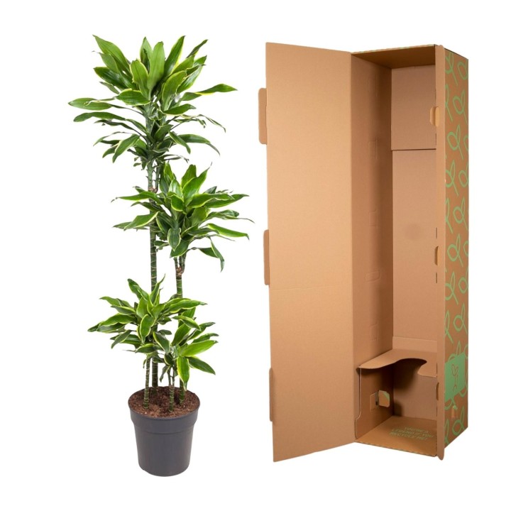 Dracaena Golden Coast - 140 Cm - Ø27
