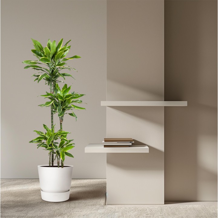 Dracaena Golden Coast - 140 Cm - Ø27