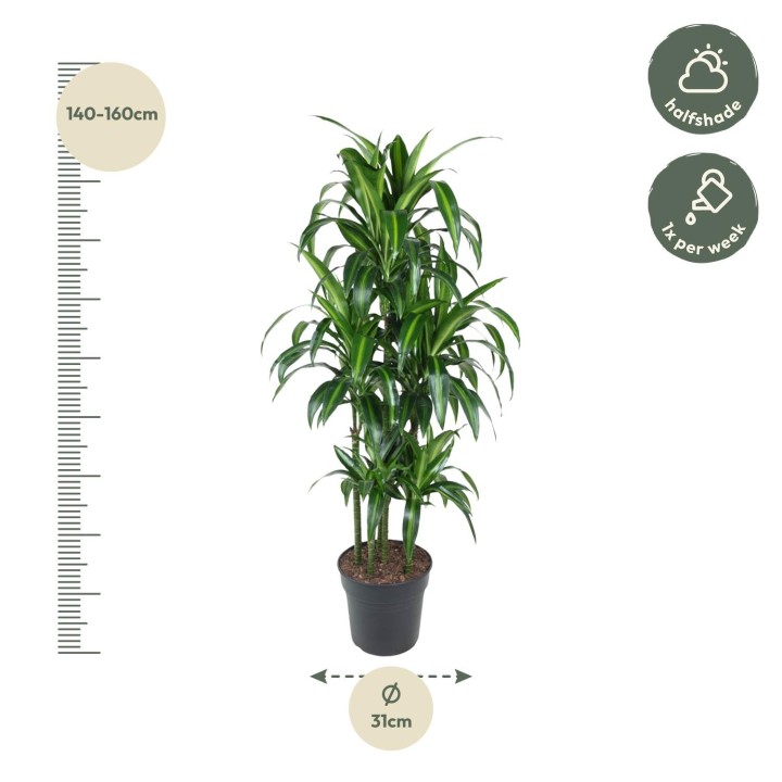 Dracaena Hawaiiana Carrousel - 150 Cm - Ø31