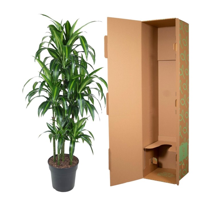 Dracaena Hawaiiana Carrousel - 150 Cm - Ø31