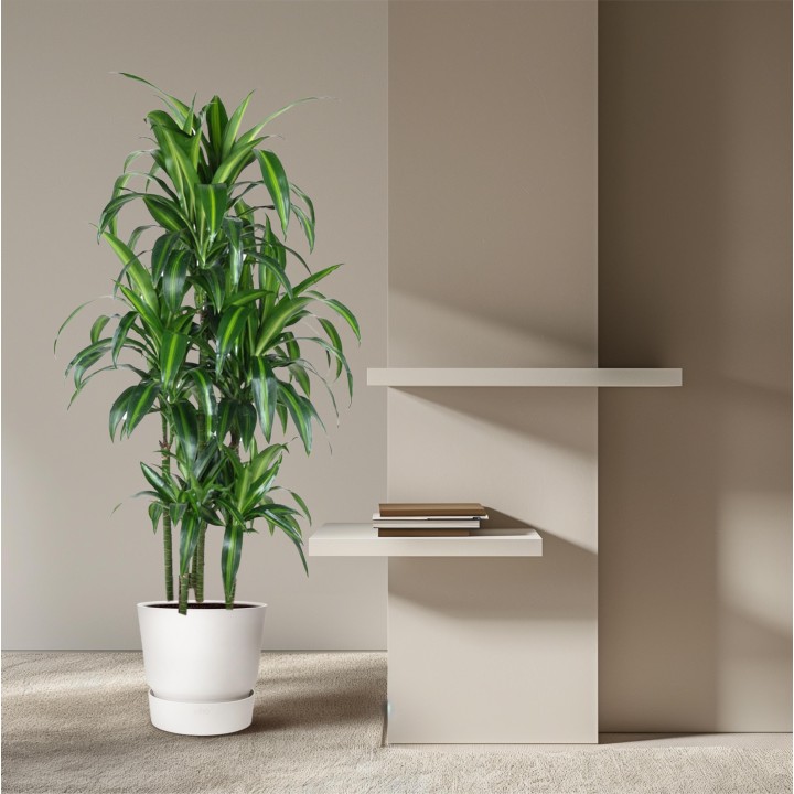 Dracaena Hawaiiana Carrousel - 150 Cm - Ø31