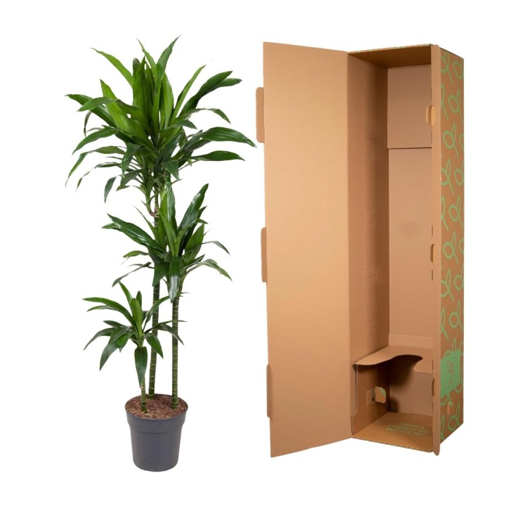 Dracaena Janet Craig - 150 Cm - Ø24