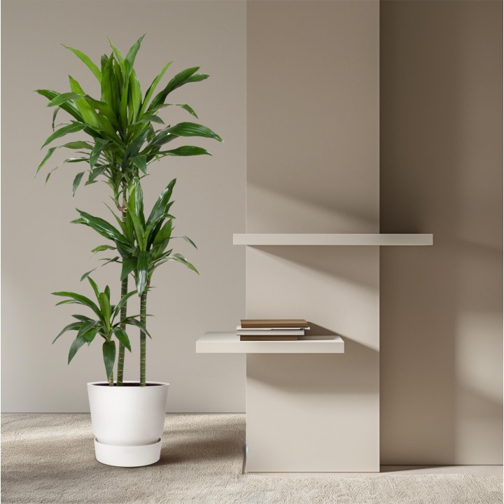 Dracaena Janet Craig - 150 Cm - Ø24