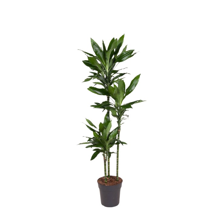 Dracaena Janet Lind - 150-160 Cm - Ø24
