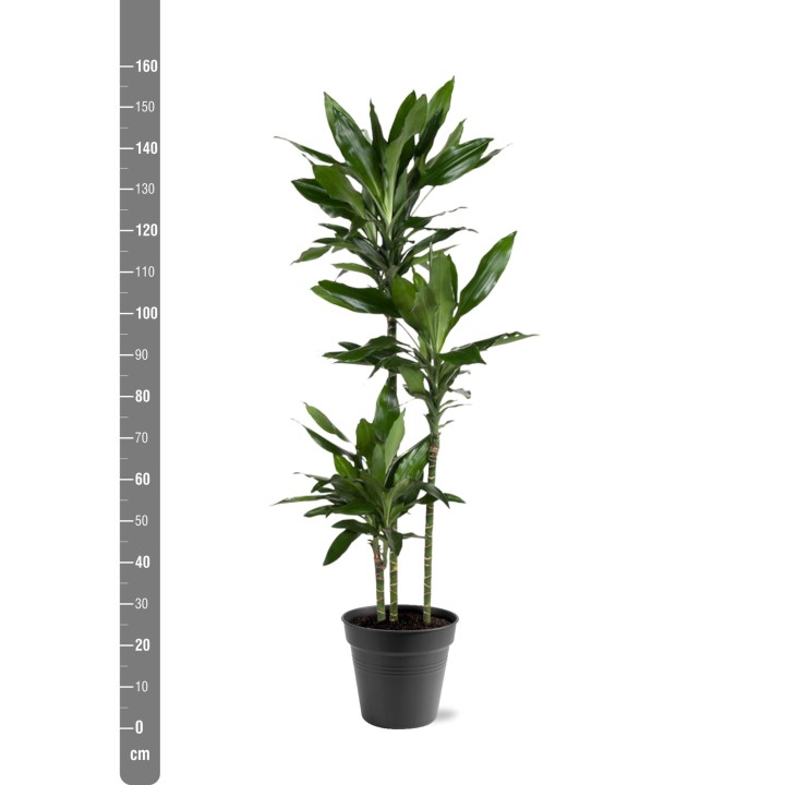 Dracaena Janet Lind - 150-160 Cm - Ø24