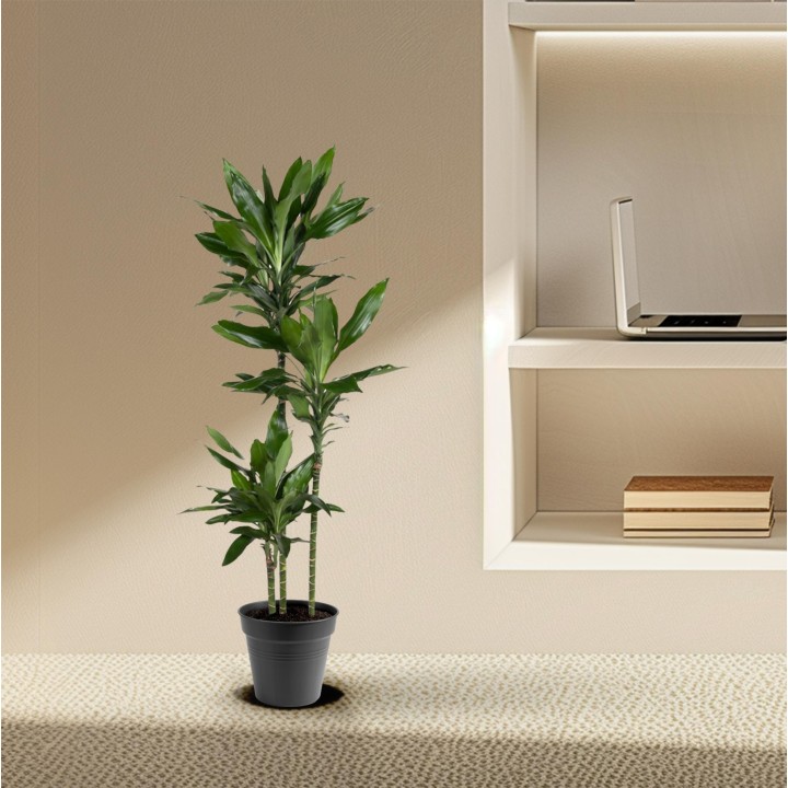 Dracaena Janet Lind - 150-160 Cm - Ø24