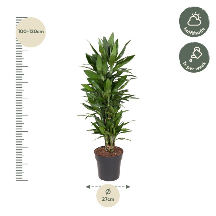 Dracaena Janet Lind Branched - 110 Cm - Ø27