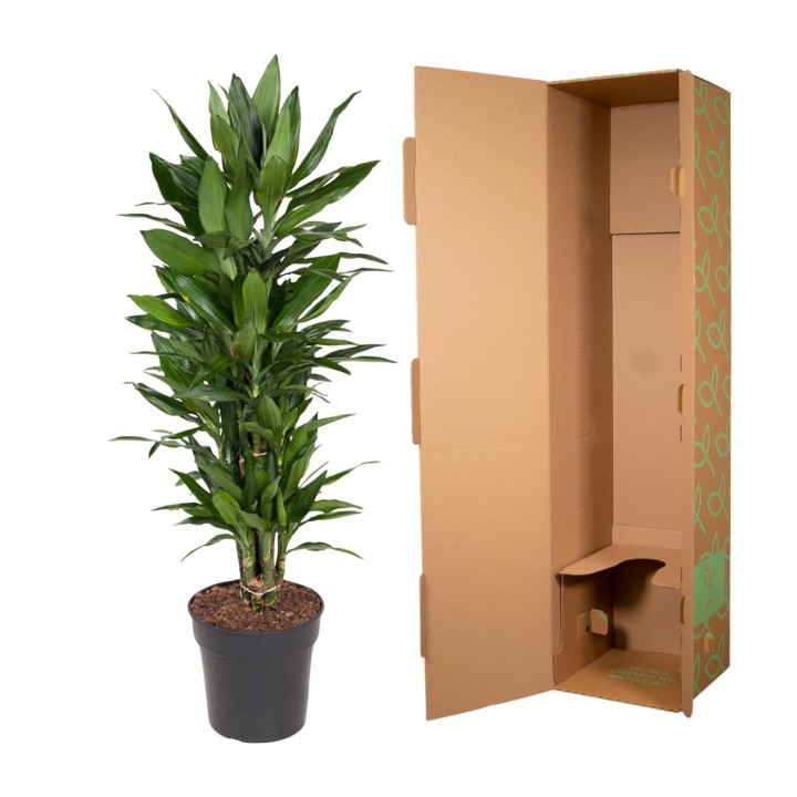 Dracaena Janet Lind Branched - 110 Cm - Ø27
