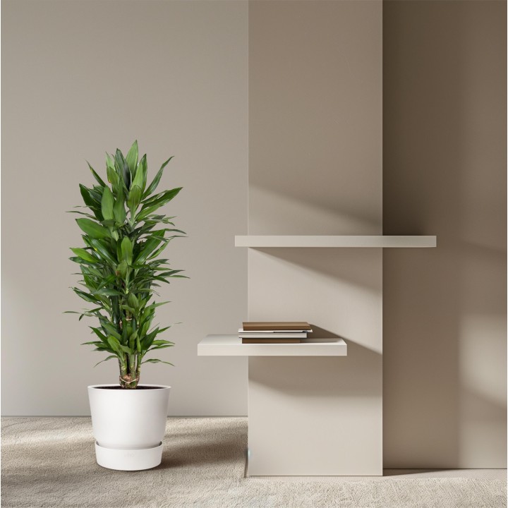 Dracaena Janet Lind Branched - 110 Cm - Ø27