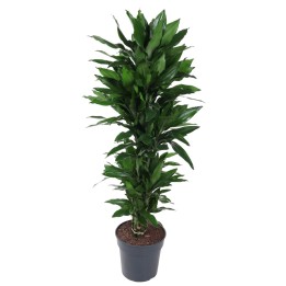 Dracaena Janet Lind Branched - 120 Cm - Ø31