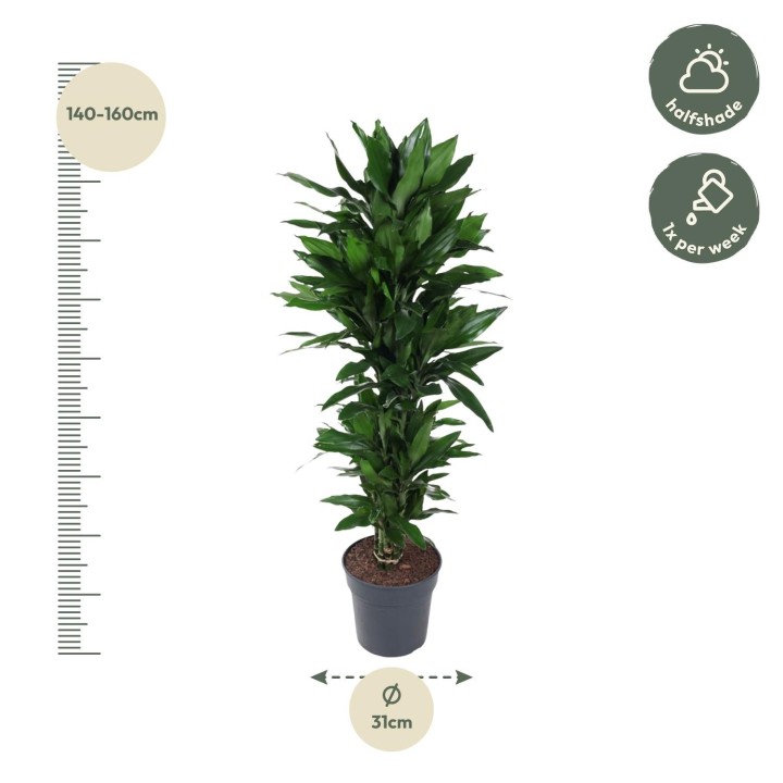 Dracaena Janet Lind Branched - 120 Cm - Ø31