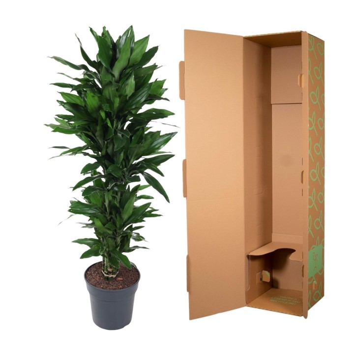 Dracaena Janet Lind Branched - 120 Cm - Ø31