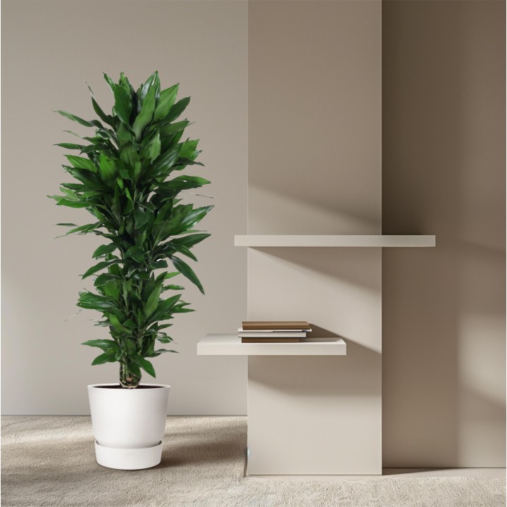 Dracaena Janet Lind Branched - 120 Cm - Ø31