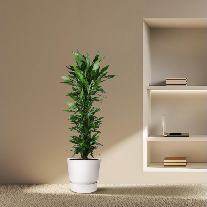Dracaena Janet Lind Vertakt - 170 Cm - Ø34