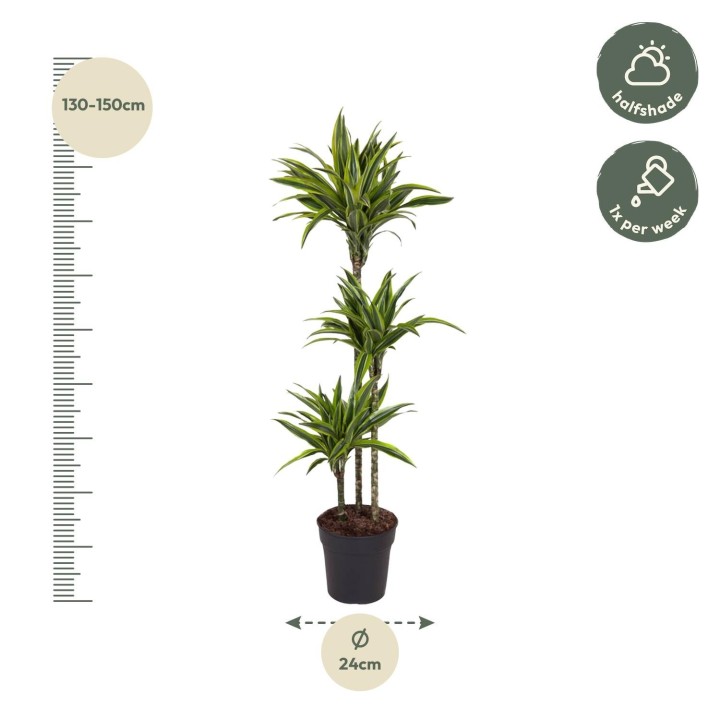 Dracaena Lemon Lime - 130 Cm - Ø24