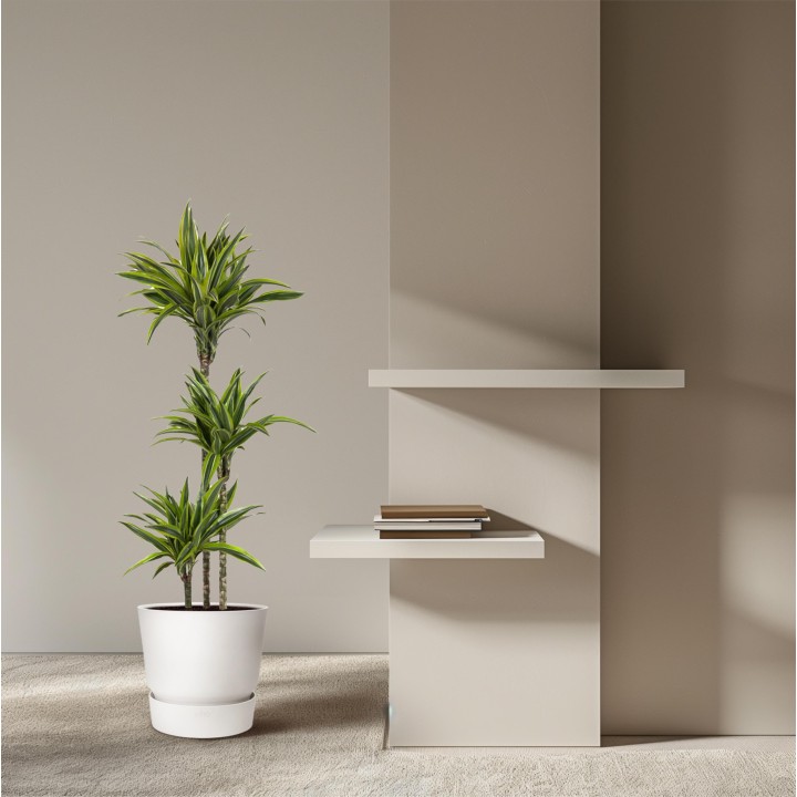 Dracaena Lemon Lime - 130 Cm - Ø24