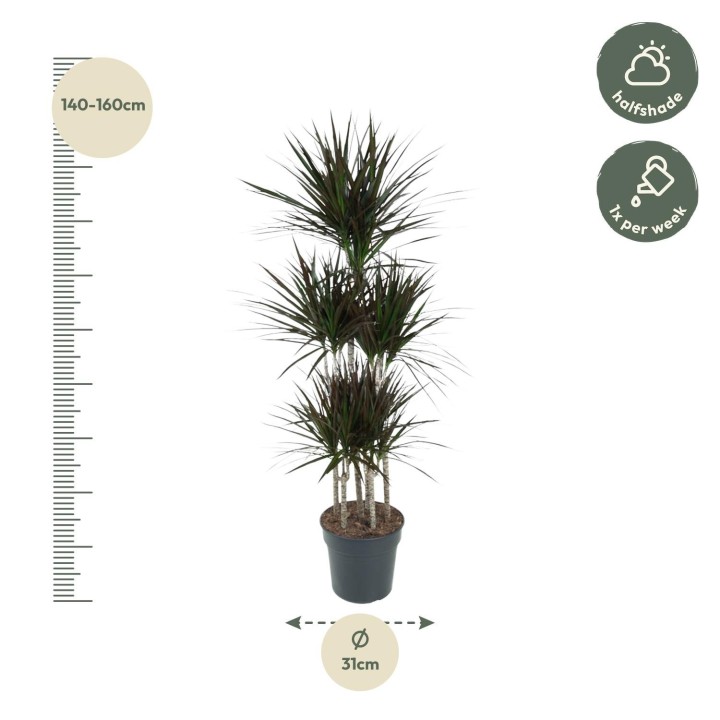 Dracaena Magenta Carrousel - 150Cm - Ø31