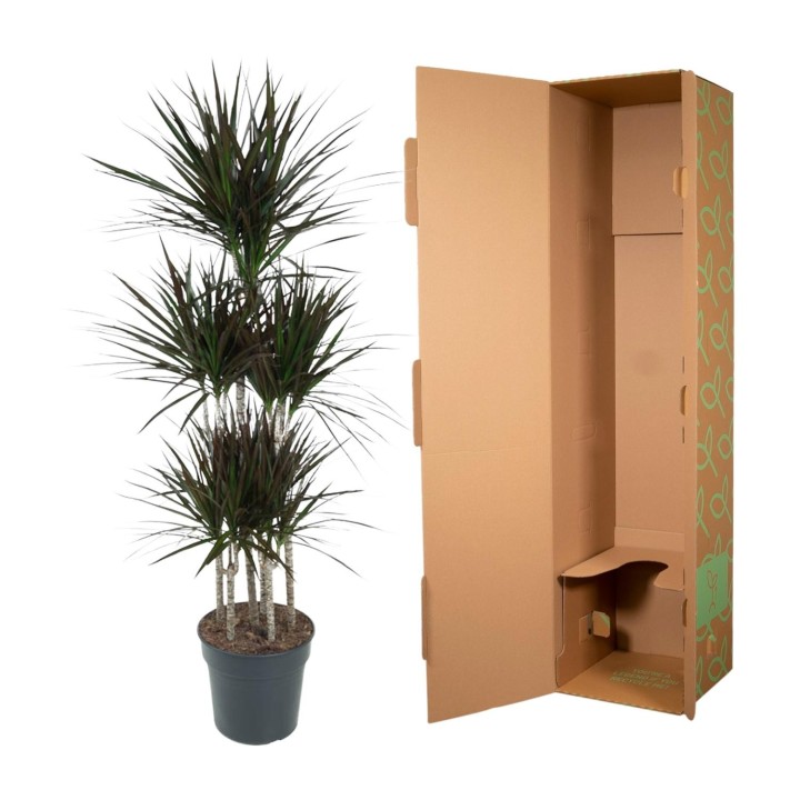 Dracaena Magenta Carrousel - 150Cm - Ø31