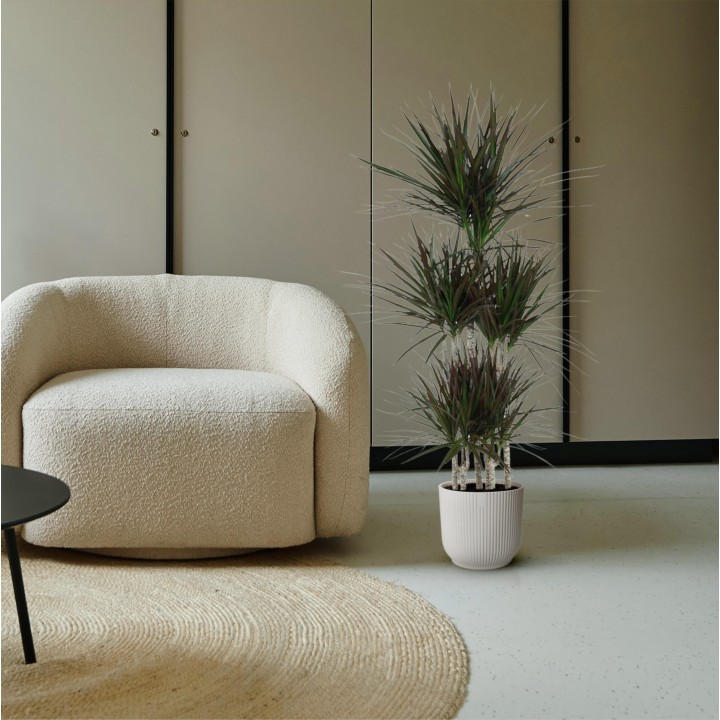Dracaena Magenta Carrousel - 150Cm - Ø31