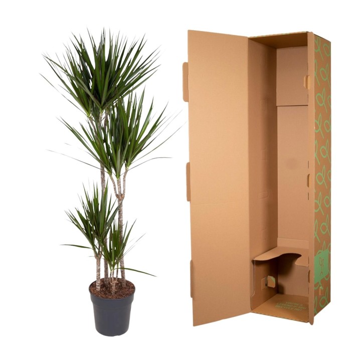 Dracaena Marginata - 180 Cm - Ø27