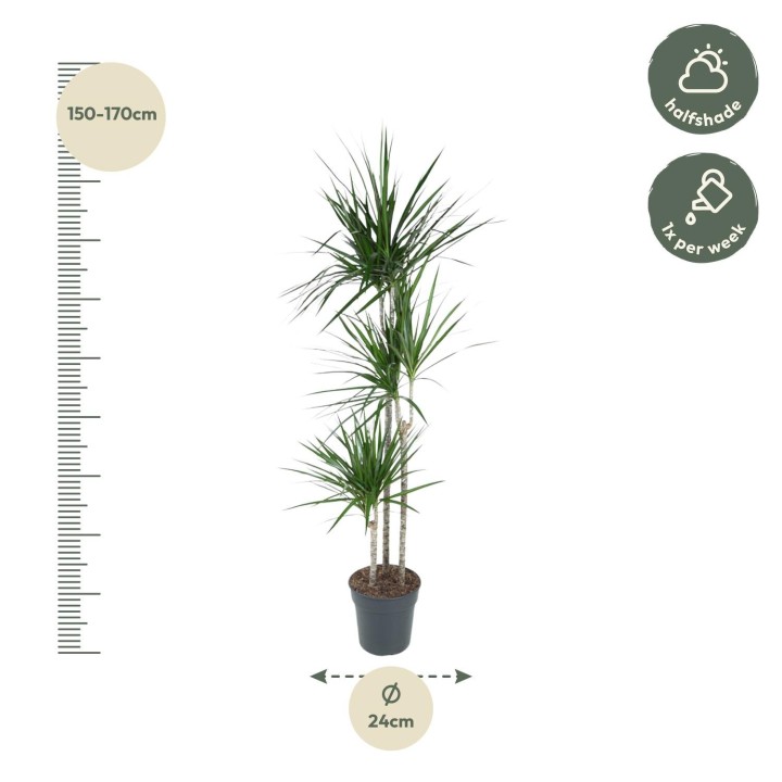 Dracaena Marginata - 160 Cm - Ø24