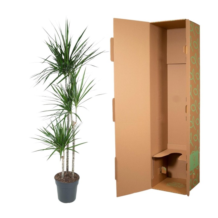 Dracaena Marginata - 160 Cm - Ø24