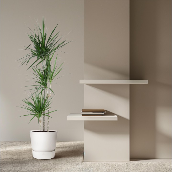 Dracaena Marginata - 160 Cm - Ø24