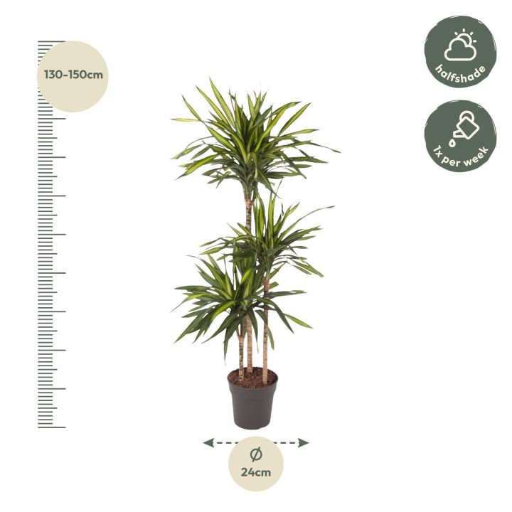 Dracaena Riki - 140 Cm - Ø24